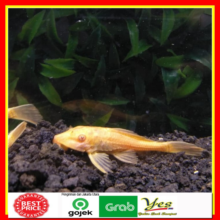 Jual Ikan Sapu Sapu Sapusapu Albino Kuning Pembersih Aquascape Akuarium