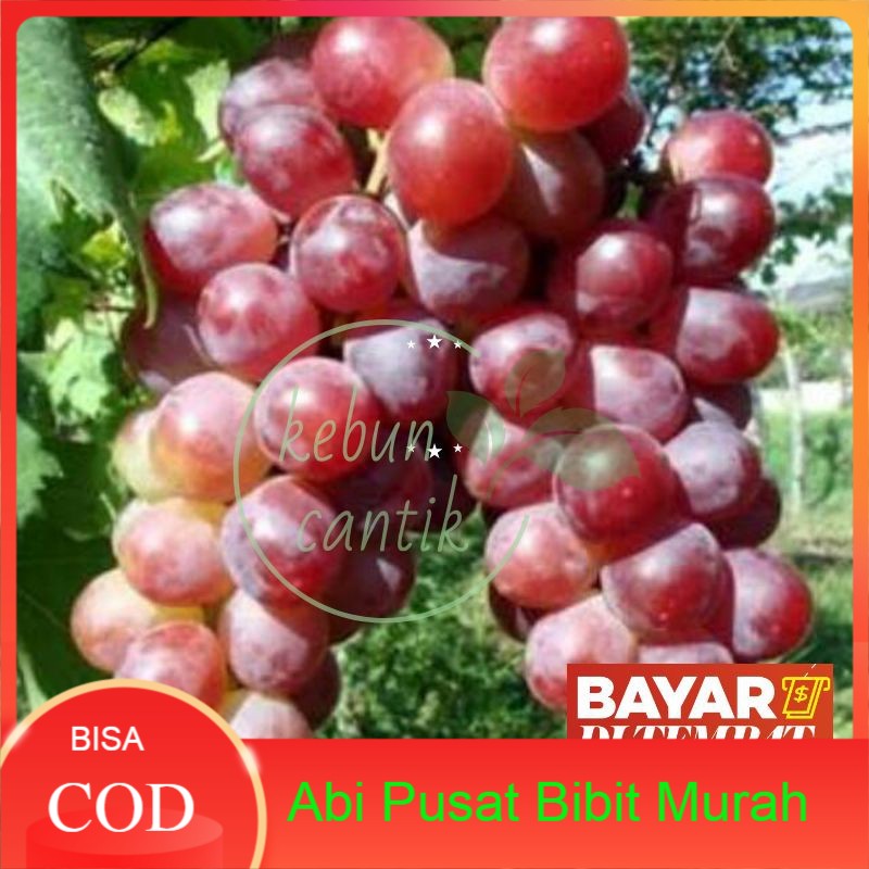 Jual promo anggur red carolin/anggur merah/anggur rambat. | Shopee ...