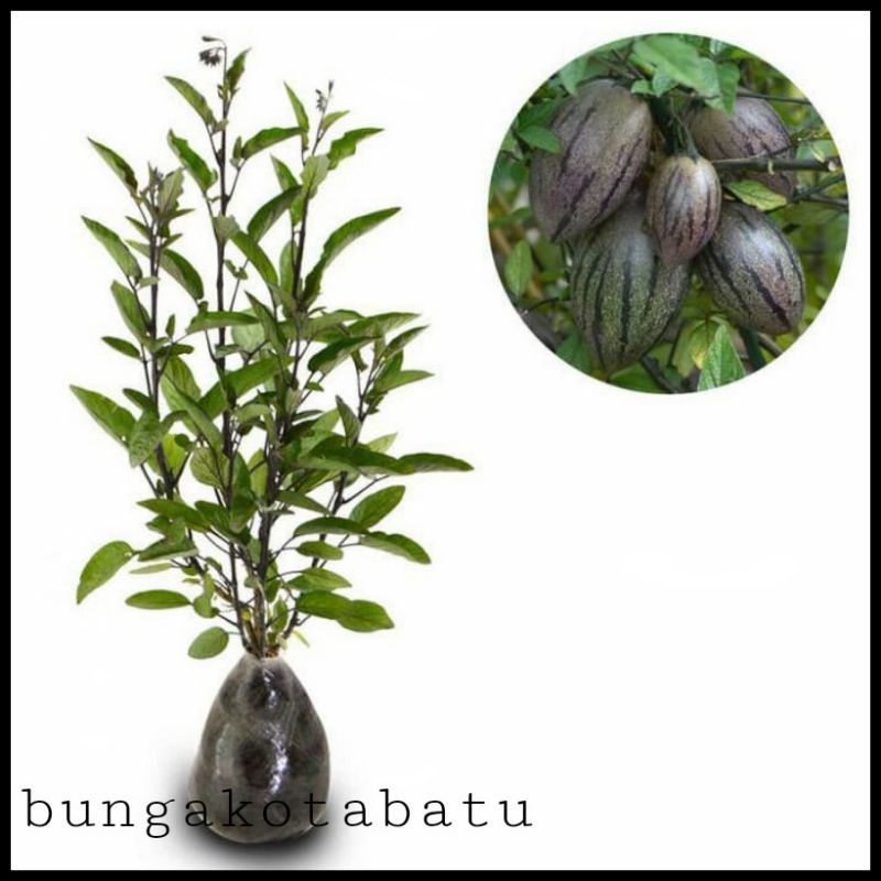 Bibit Tanaman Buah Pepino Berbuah / Berbunga