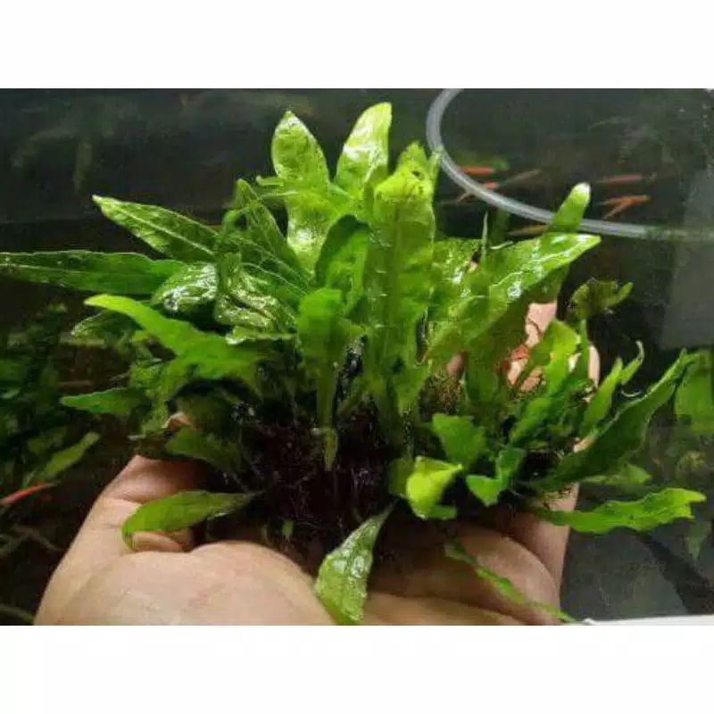 Jual terbaru tanaman hias KADAKA mini /Jawa fren | Shopee Indonesia