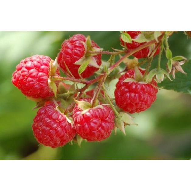 Jual Bibit Tanaman Buah Raspberry &&**&& | Shopee Indonesia