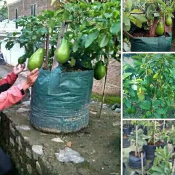 A1 Bibit Tanaman Buah Alpukat Aligator A1
