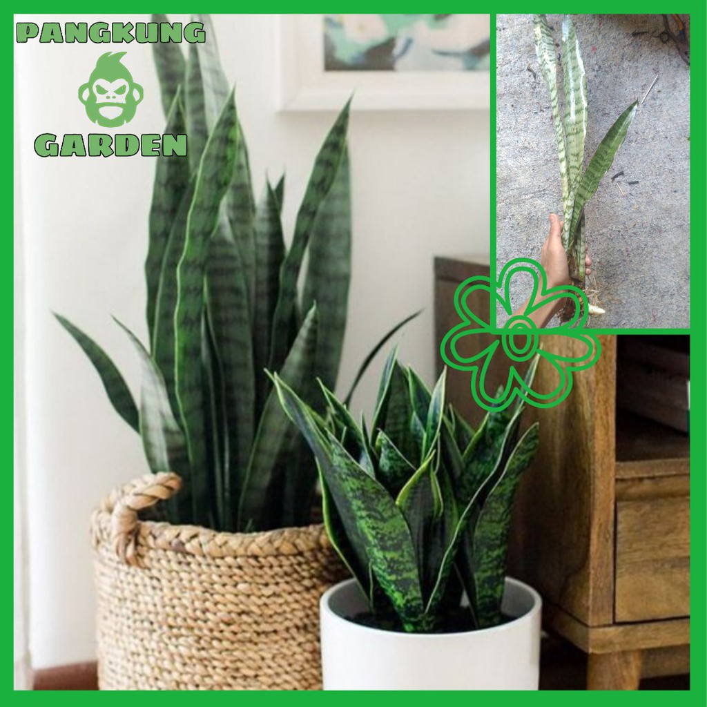 Jual Tanaman Hias Lidah Mertua | Sansevieria | Shopee Indonesia