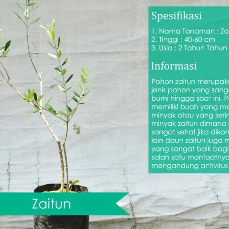 Jual Bisa Cod Pohon Zaitun Olive Tree Shopee Indonesia