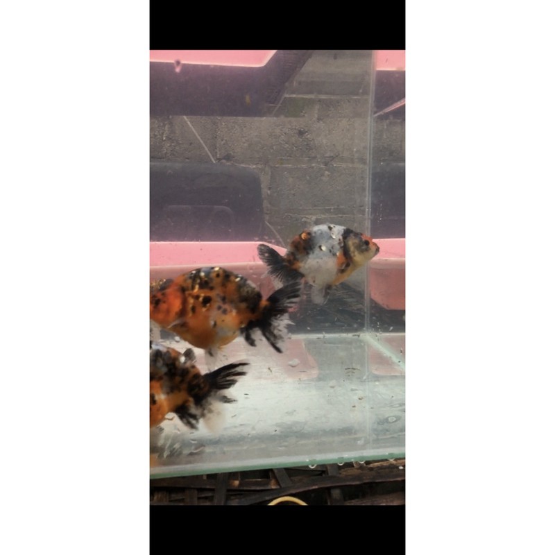 Jual ranchu hybrid size 8-11cm (rancom stock) | Shopee Indonesia