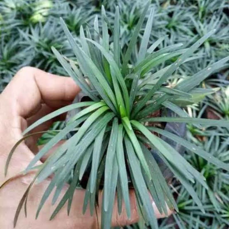 Jual Tanaman Hias Outdoor Rumput Kucai Mini - kucai mini superr ...