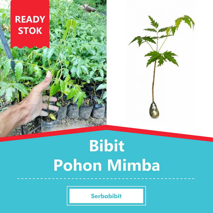 Jual Bibit Pohon Mimba Tanaman Peneduh Azadirachta Indica | Shopee ...
