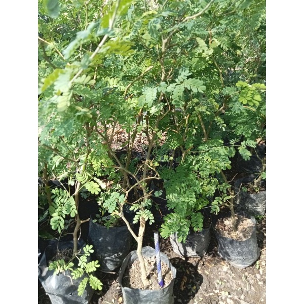 Jual Brazilian raintree | Shopee Indonesia
