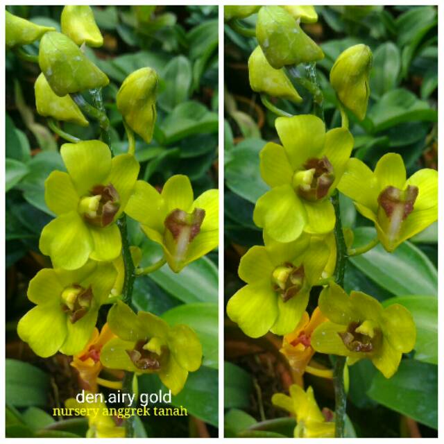 Jual Anggrek Dendrobium Airy Gold | Shopee Indonesia