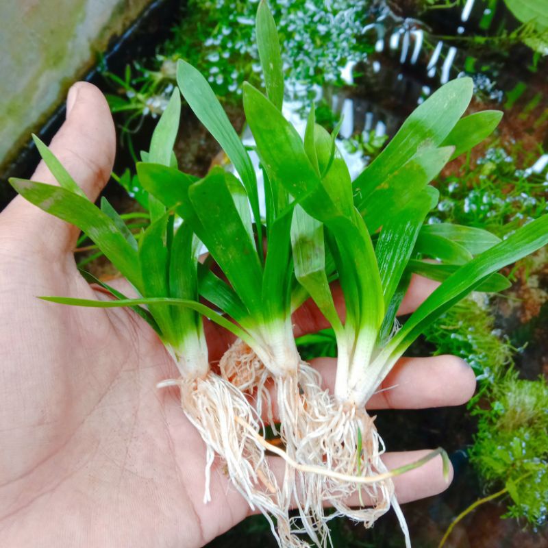 sagitaria vilativila tanaman aquascape