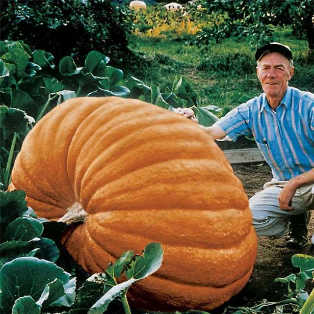 Jual Biji Labu Raksasa True Giant Pumpkin Seeds, Big Squash-ornamental ...