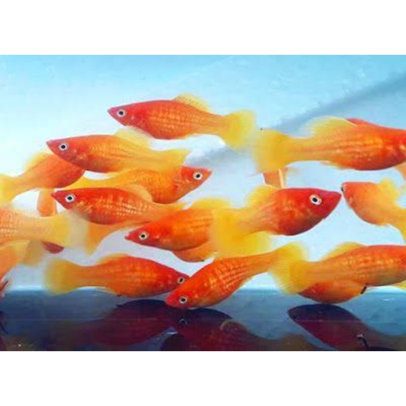 Jual IKAN HIAS GOLD SUNSET SUNRISE PLATY FISH | Shopee Indonesia