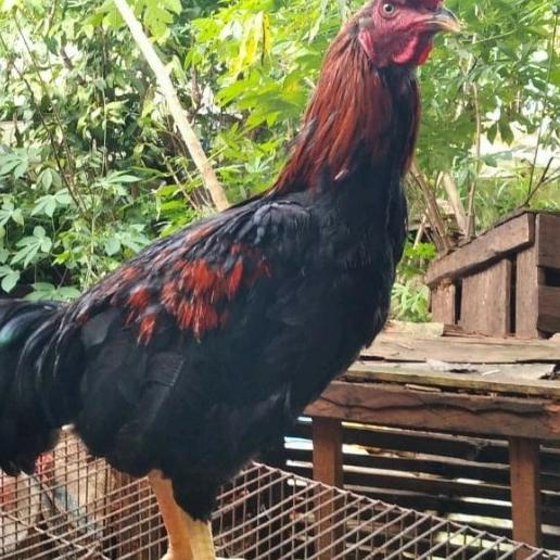 Jual Ayam Kampung Jantan Hidup Ayam Jago Besar Shopee Indonesia