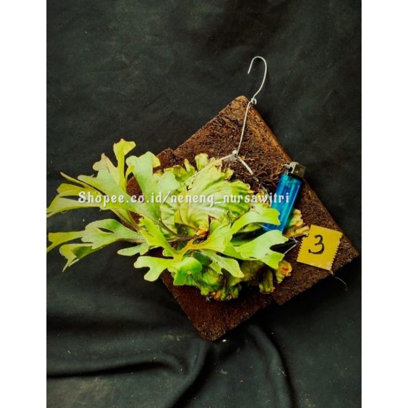 Jual Platycerium Ridleyi / Redleyi / Simbar menjangan Kalimantan ...