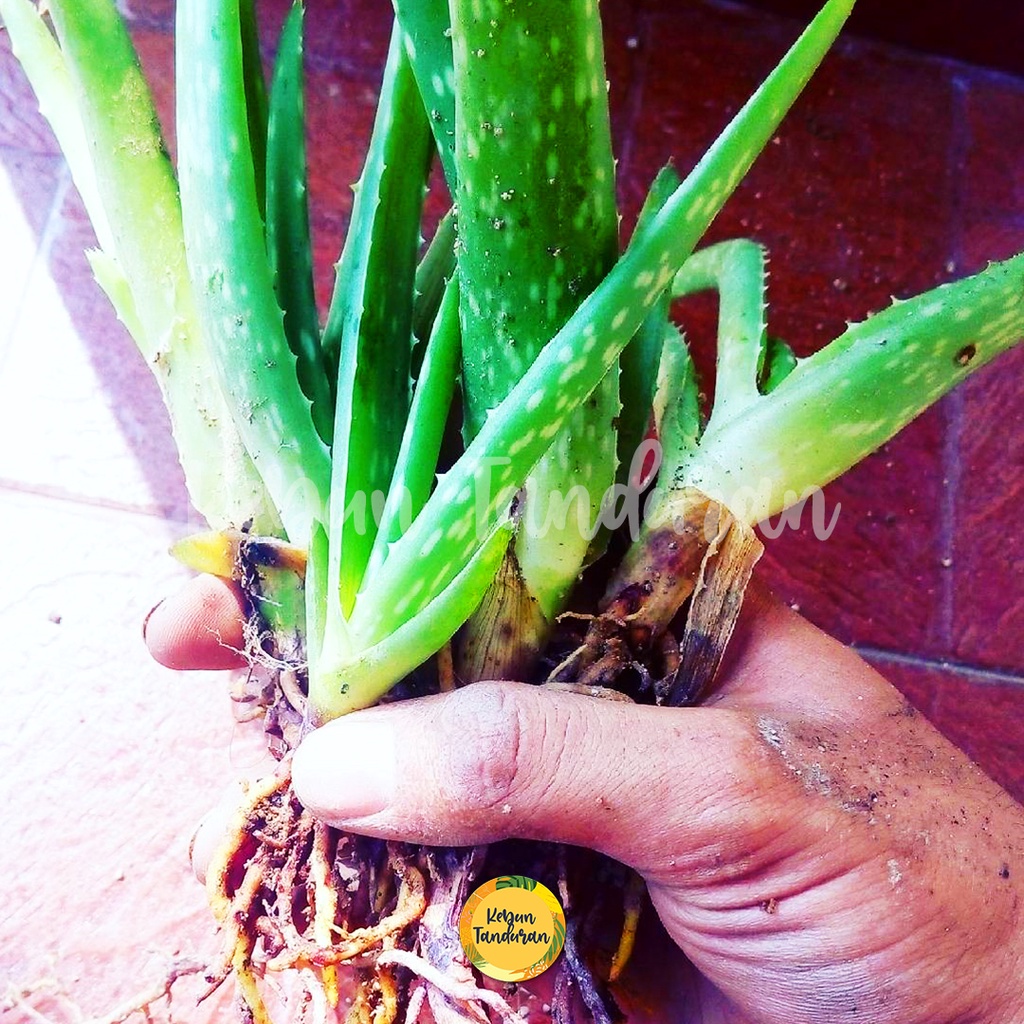 Jual Bibit Tanaman Lidah Buaya Aloe Vera Jenis Jumbo Sinensis