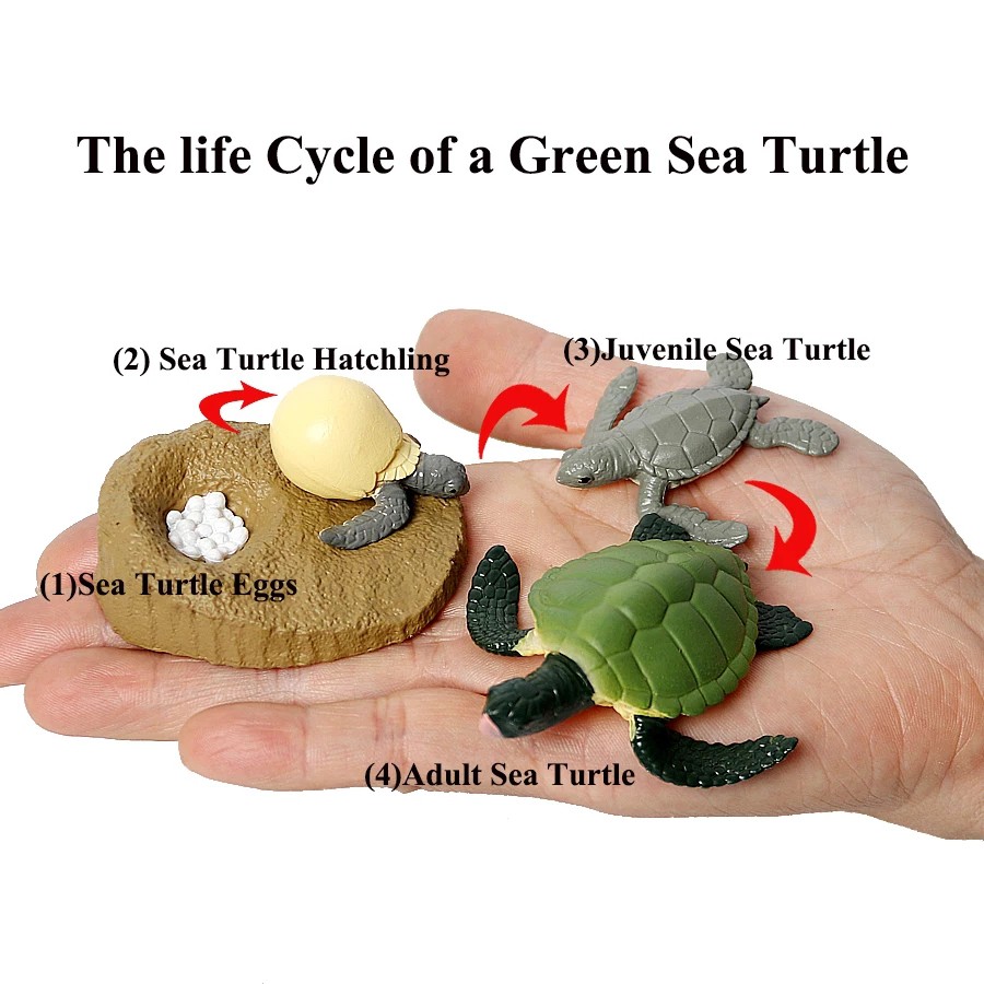 Jual Animal Figure Life Cycle Of A Sea Turtle Siklus Hidup Binatang