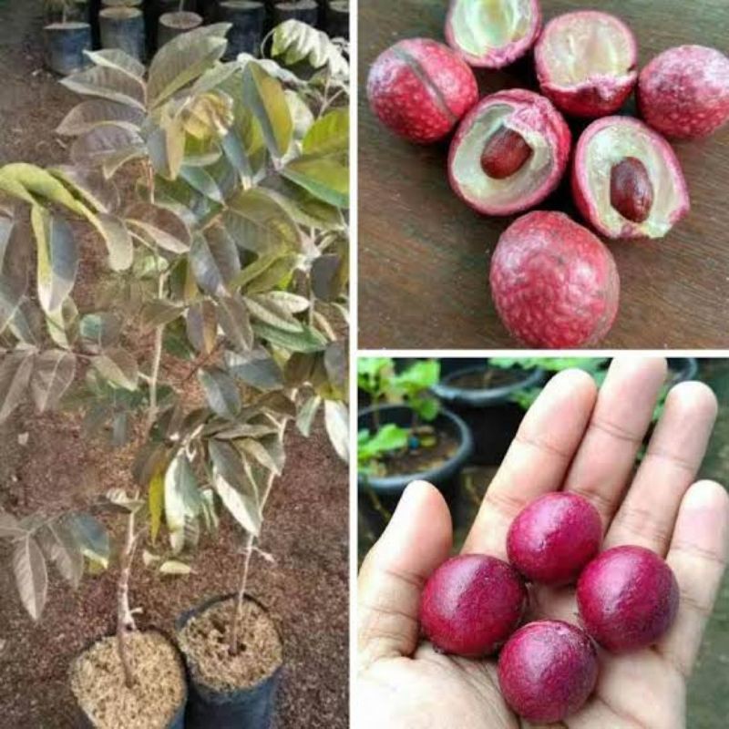 bibit kelengkeng merah cepat berbuah super unggul
