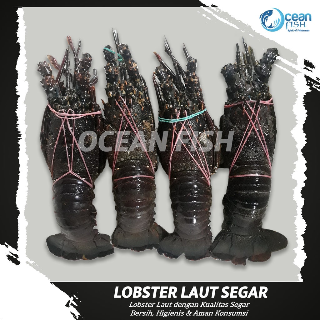 Jual Lobster Laut Segar/Lobster Batu/Lobster Laut 1kg Isi 2-5 Ekor ...