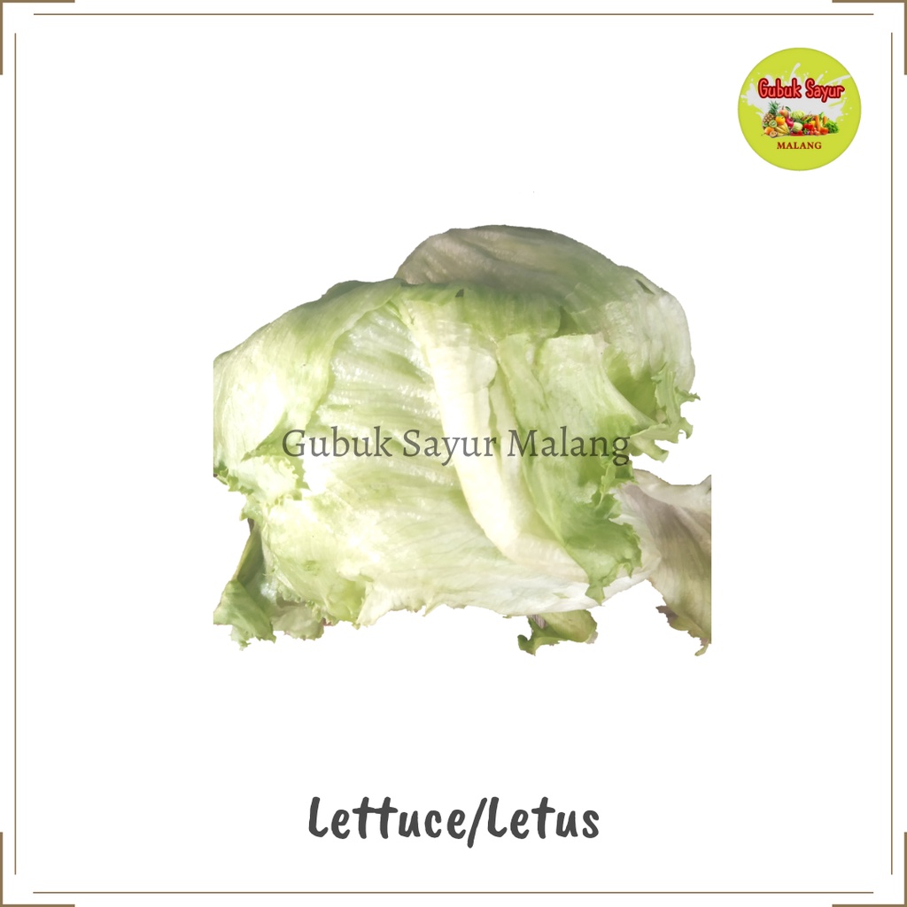 Jual Head Lettuce Lotus Iceberg Lettuce Selada Bokor Fresh 500 Gram Shopee Indonesia