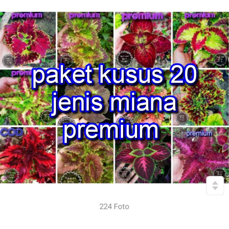 Jual Miana Tanaman Hias Bunga Langka Pohon Coleus Merah Daun Miana ...