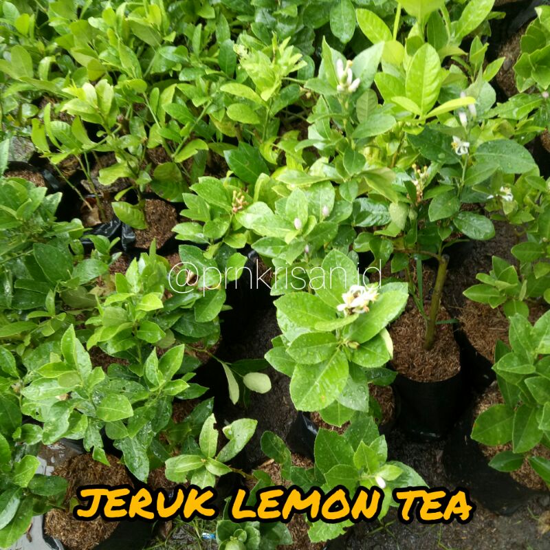 Jual BIBIT JERUK LEMON | Shopee Indonesia