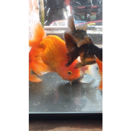 Jual ikan mas koki rancu kualitas fancy ukuran 8-9 cm | Shopee Indonesia