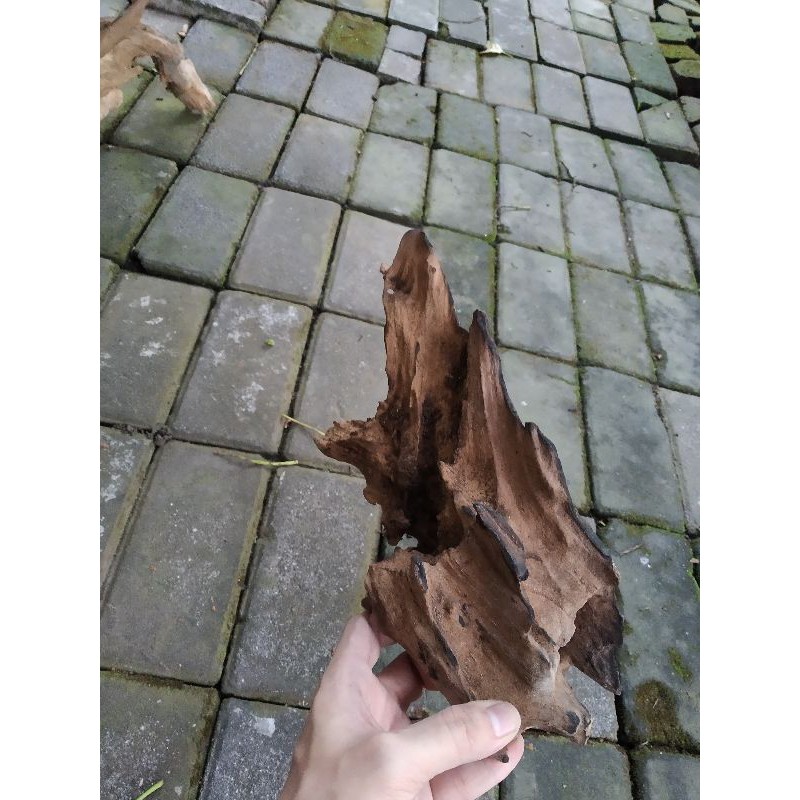 Jual kayu rentek pilihan aquascape paludarium | Shopee Indonesia