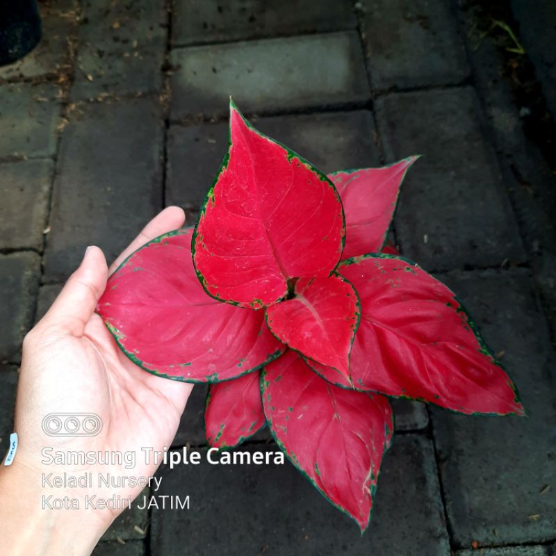 Jual Aglonema Red Anjamani Red Anja Tanaman Hias Bunga Aglonema Murah ...