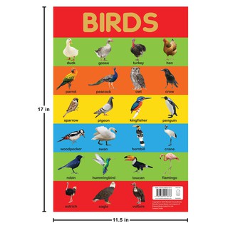 Jual Birds Chart - Early Learning Educational Chart For Kids | Shopee ...