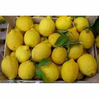 Jual Buah Lemon Terlengkap & Harga Terbaru Mei 2024 | Shopee Indonesia