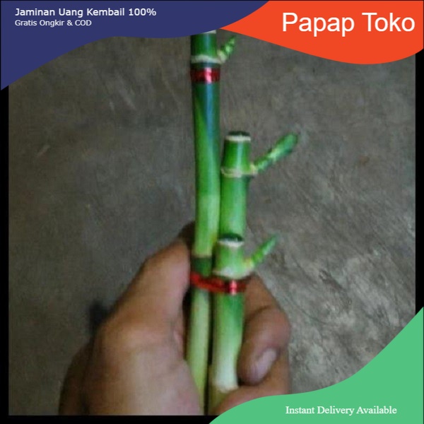 Jual COD Bambu Hoki Tanaman Hias Akuarium 5 Pcs | Shopee Indonesia