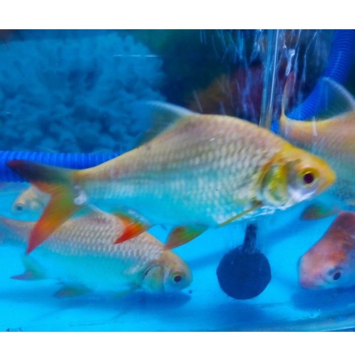 Jual Ikan Hias Kaviat Albino Jumbo Tankmate Shopee Indonesia