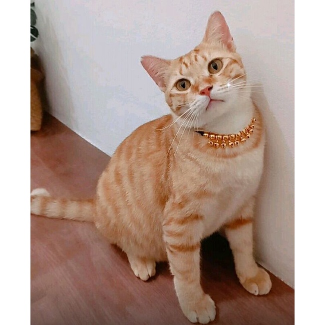 Jual Kalung Kucing Kerincing Rainbow & Mini Gold | Shopee Indonesia