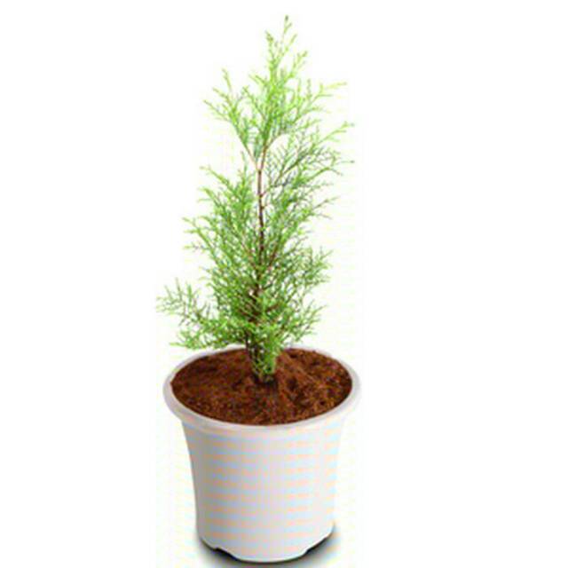 Jual Tanaman pohon cemara rentes | Shopee Indonesia