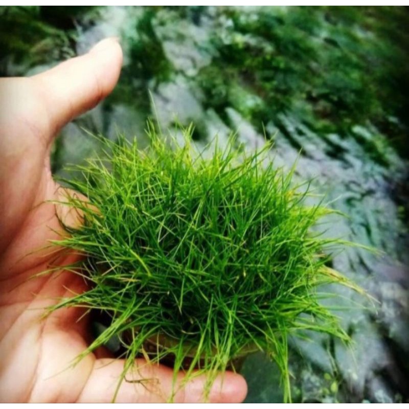 Jual hairgrass mini tropica dwarf hairgrass tanaman karpet dasar ...