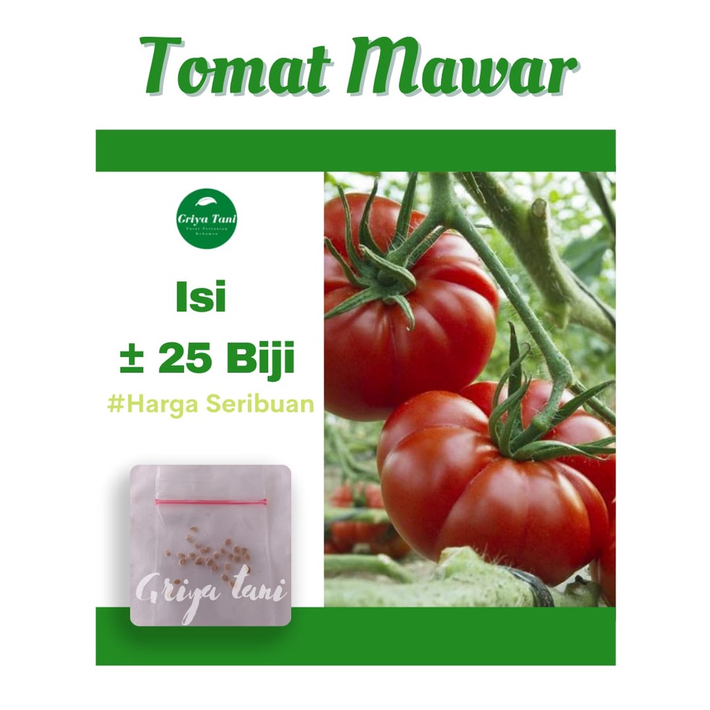 25 Benih Bibit Sayuran Buah Tomat Benih Tomat Mawar Keriting Benih Berkualitas