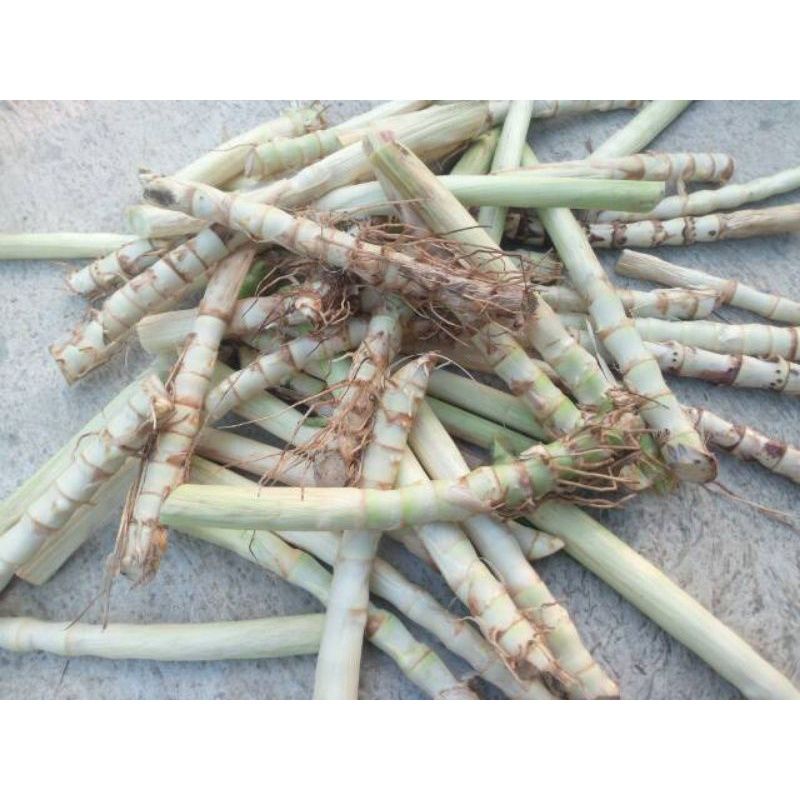 Jual Bibit rumput odot kualiatas super 1 kg/pakan ternak sapi dll ...