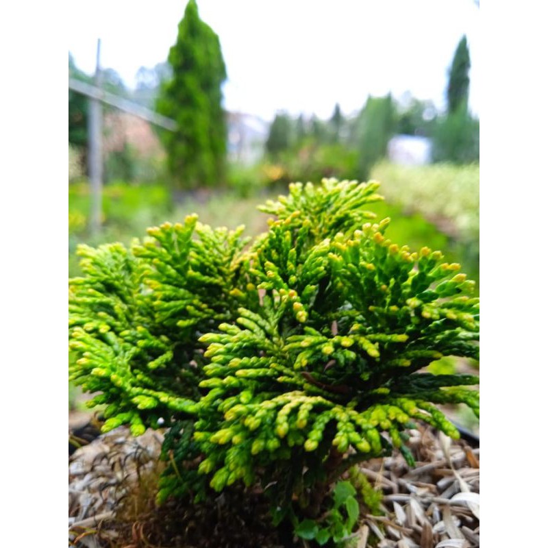Jual TANAMAN HIAS CEMARA INOKI / HINOKI CYPRESS BAHAN BONGSAI HIJAU ...