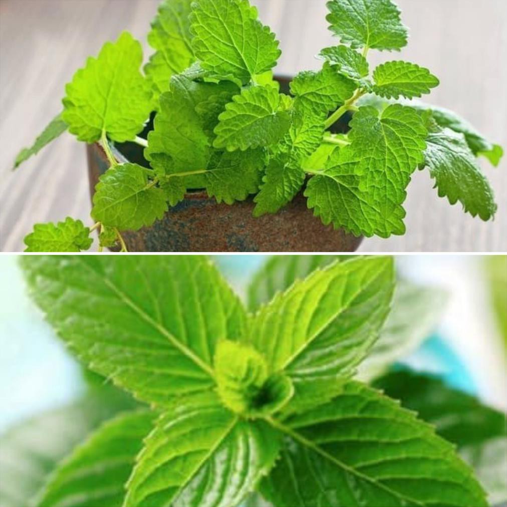 Bibit Tanaman Daun Mint