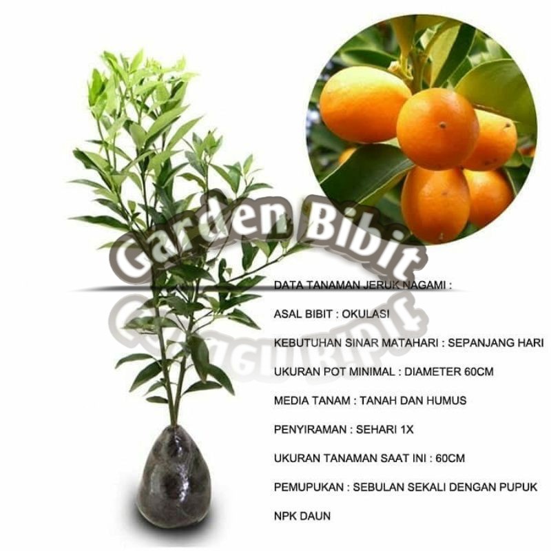 Jual Bibit Buah Jeruk Nagami Okulasi Shopee Indonesia