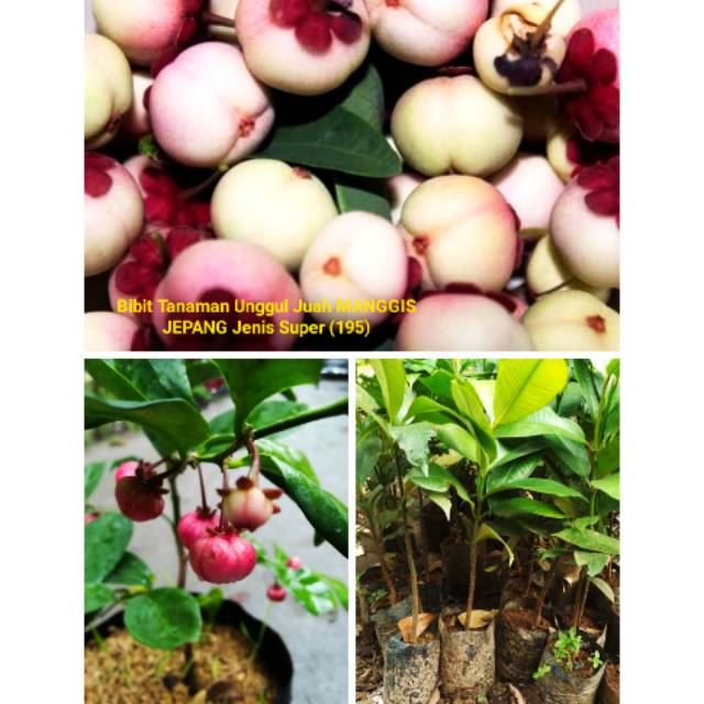 Jual Bibit Buah Unggul Import Manggis Jepang Jenis Super Rasa Manis