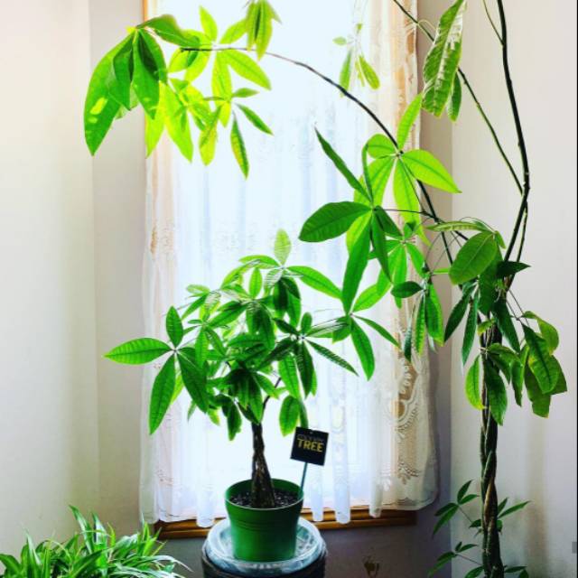 Jual Bibit pachira money tree | Shopee Indonesia