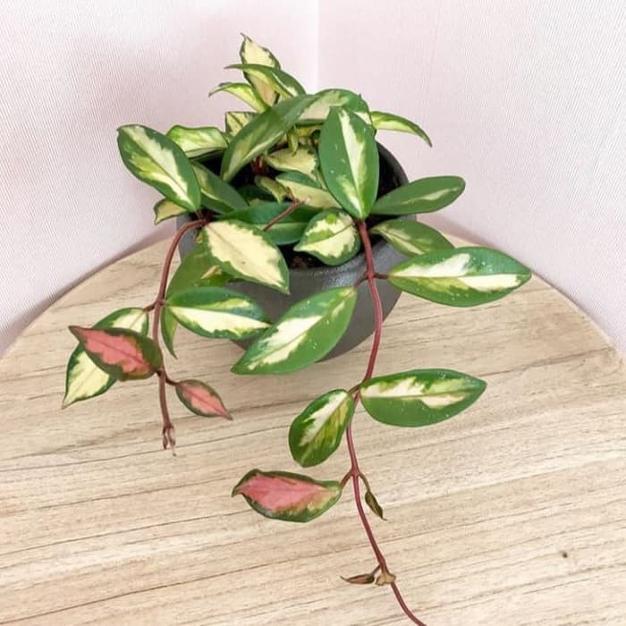 Jual tanaman hias hoya cornosa varigata tri color | Shopee Indonesia