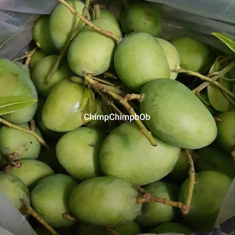 Jual Mangga Muda Segar 1 Kg Mangga Pencit Mangga Rujak Young