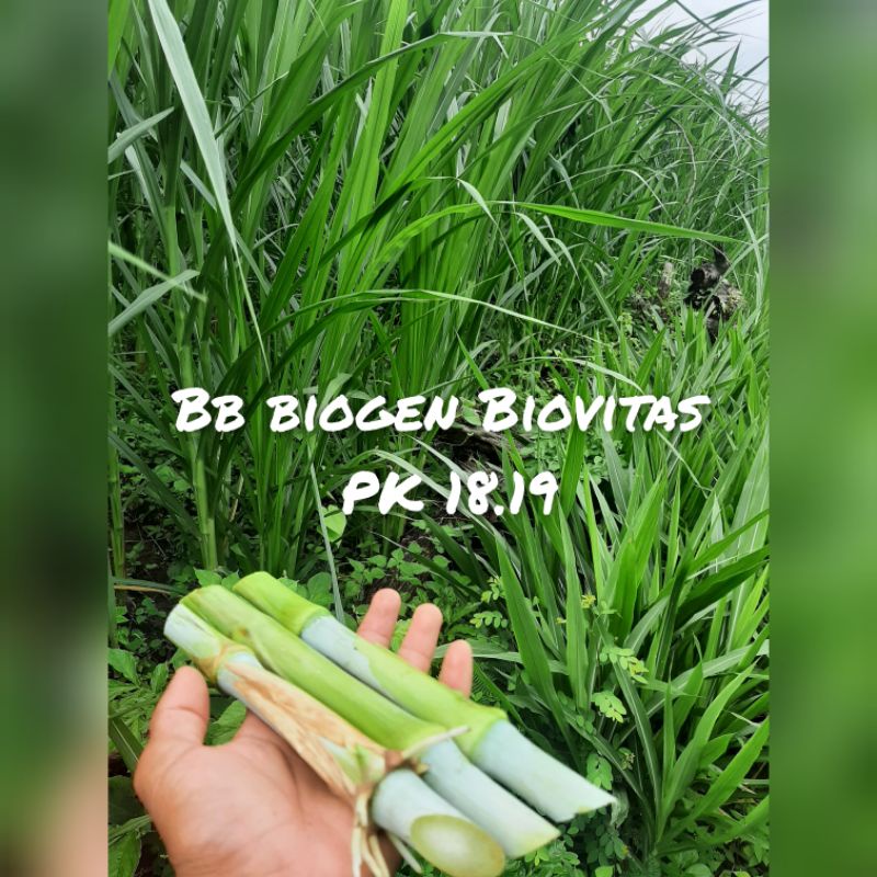 Jual Bibit Stek Biovitas Bb Biogen | Shopee Indonesia