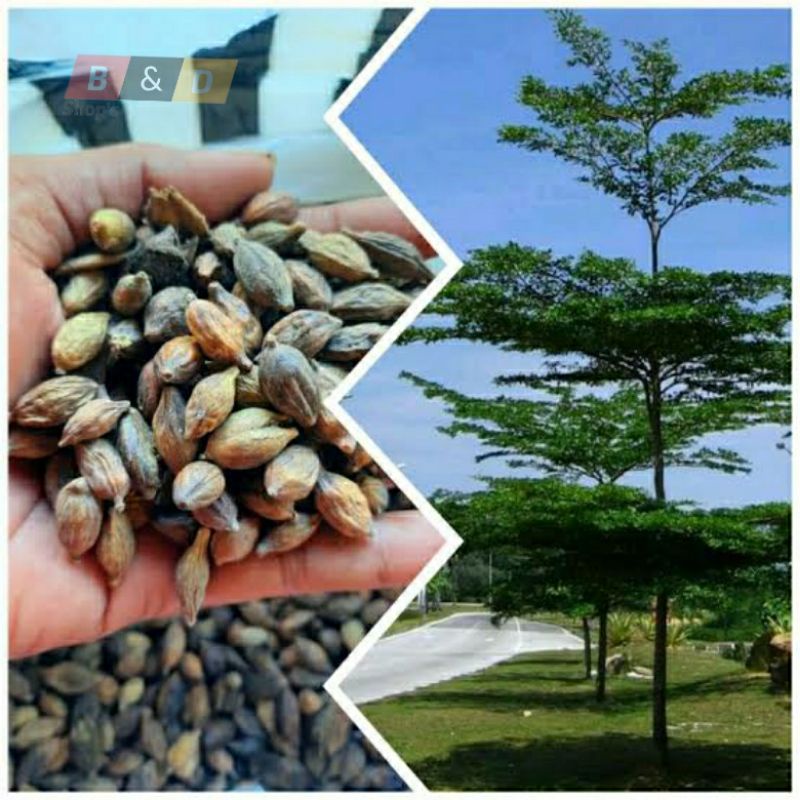 Jual Biji Benih Pohon Ketapang Kencana Gr Termurah Pohon Ketapang Kencana Shopee Indonesia