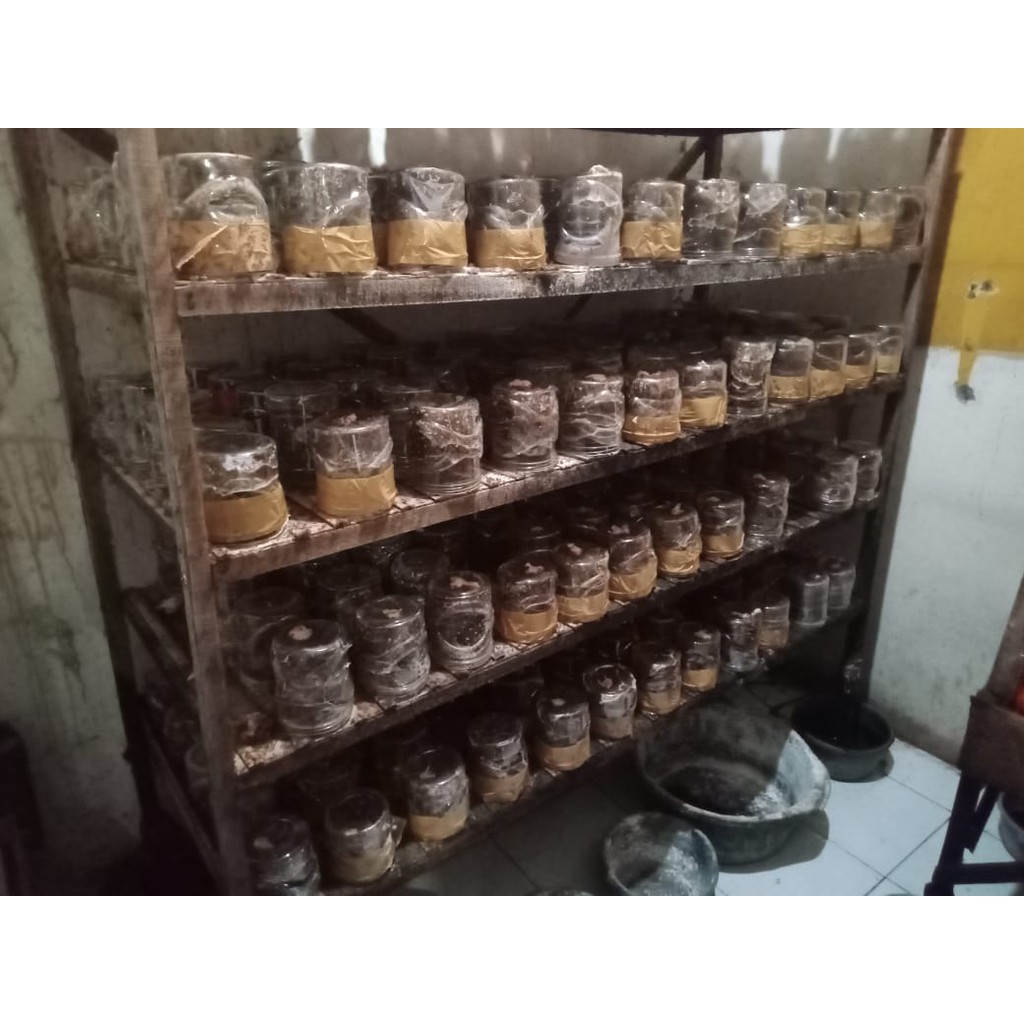 Jual Bibit semut rang rang penghasil kroto super paket pemula10 toples ...
