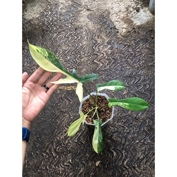 Absolut perfekte Philodendron Florida Beauty variegata Pflanze in