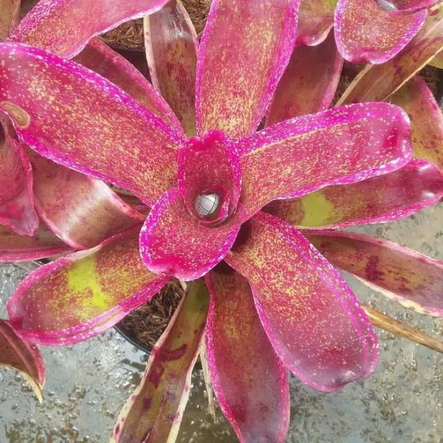 Jual Tanaman Hias bromeliad pink royal jelly | Shopee Indonesia