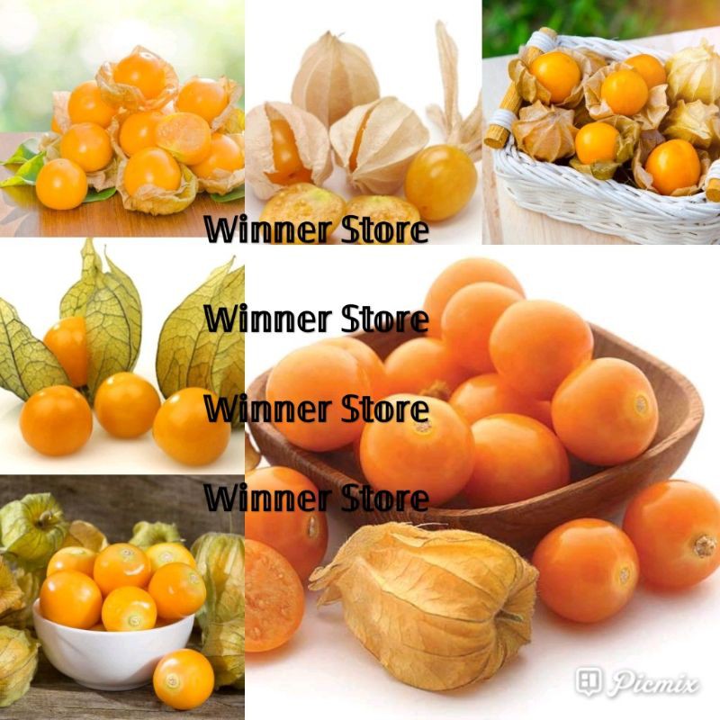 Bibit Benih Buah Morel Berry Ciplukan Orange (50 Butir)